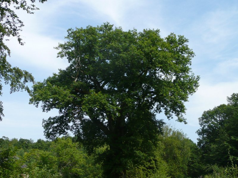 2014 06 22 Fête des adhérents 36